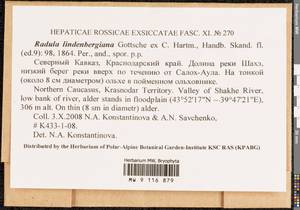 Radula lindenbergiana Gottsche ex C. Hartm., Гербарий мохообразных, Мхи - Северный Кавказ и Предкавказье (B12) (Россия)