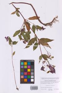 Недотрога железистостебельная Royle, Восточная Европа, Московская область и Москва (E4a) (Россия)