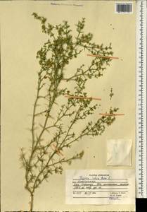 Fagonia indica Burm. fil., Зарубежная Азия (ASIA) (Афганистан)
