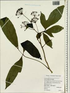 Araliaceae, Зарубежная Азия (ASIA) (Вьетнам)
