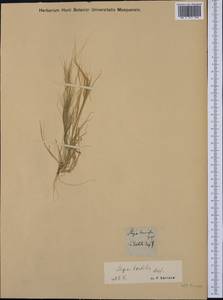 Stipellula capensis (Thunb.) Röser & Hamasha, Западная Европа (EUR) (Неизвестно)