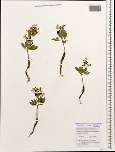 Corydalis erdelii Zucc., Кавказ, Армения (K5) (Армения)