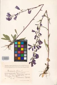 Колокольчик сибирский L., Восточная Европа, Нижневолжский район (E9) (Россия)