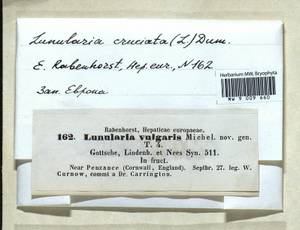 Lunularia cruciata (L.) Dumort. ex Lindb., Гербарий мохообразных, Мхи - Западная Европа (BEu) (Великобритания)