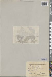 Кислица обыкновенная L., Сибирь, Дальний Восток (S6) (Россия)