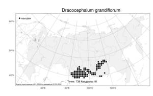 Dracocephalum grandiflorum, Змееголовник крупноцветковый L., Атлас флоры России (FLORUS) (Россия)