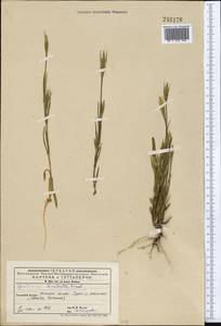 Горечавочник бородатый (Froel.) Ma, Средняя Азия и Казахстан, Западный Тянь-Шань и Каратау (M3) (Киргизия)