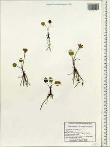 Caltha scaposa Hook.fil. & Thomson, Зарубежная Азия (ASIA) (КНР)