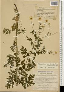 Tanacetum partheniifolium (Willd.) Sch. Bip., Кавказ, Армения (K5) (Армения)