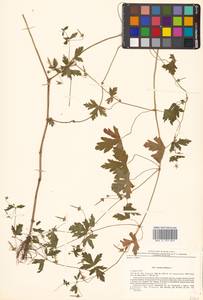 Герань сибирская L., Сибирь, Дальний Восток (S6) (Россия)