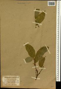 Chimonanthus praecox (L.) Link, Зарубежная Азия (ASIA) (Япония)