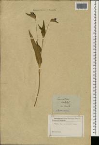 Коммелина небесно-голубая Willd., Зарубежная Азия (ASIA) (Неизвестно)