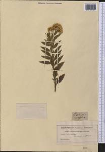 Nidorella ivifolia (L.) J. C. Manning & Goldblatt, Америка (AMER) (Неизвестно)