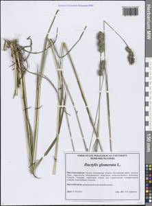 Ежа сборная L., Сибирь, Дальний Восток (S6) (Россия)