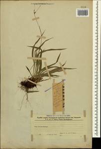 Ожика волосистая (L.) Willd., Кавказ, Азербайджан (K6) (Азербайджан)