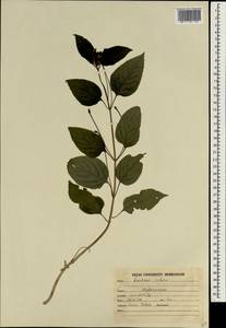 Lantana indica Roxb., Зарубежная Азия (ASIA) (Индия)