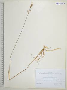 Helictochloa hookeri (Scribn.) Romero Zarco, Сибирь, Дальний Восток (S6) (Россия)