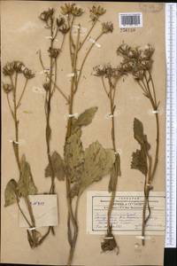 Vickifunkia karataviensis (Lipsch.) C. Ren, L. Wang, I. D. Illar. & Q. E. Yang, Средняя Азия и Казахстан, Западный Тянь-Шань и Каратау (M3)