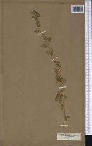 Amaranthus polygonoides L., Америка (AMER) (Неизвестно)