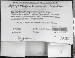 Leptopterigynandrum tenellum Broth., Гербарий мохообразных, Мхи - Прибайкалье и Забайкалье (B18) (Россия)