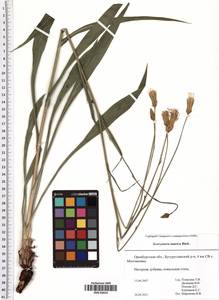 Pseudopodospermum tauricum (M. Bieb.) Vasjukov & Saksonov, Восточная Европа, Восточный район (E10) (Россия)