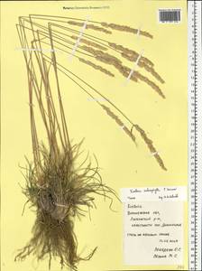 Koeleria macrantha subsp. macrantha, Восточная Европа, Центральный лесостепной район (E6) (Россия)