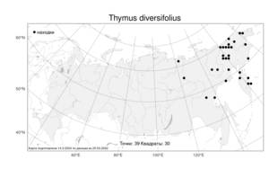 Thymus diversifolius, Чабрец Ревердатто Serg., Атлас флоры России (FLORUS) (Россия)