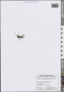 Минуарция красноватая (Wahlenb.) Dillenb. & Kadereit, Сибирь, Центральная Сибирь (S3) (Россия)