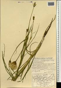 Козлобородник шероховатоплодный Nikitin, Монголия (MONG) (Монголия)