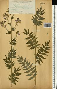 Синюха голубая L., Восточная Европа, Центральный лесостепной район (E6) (Россия)