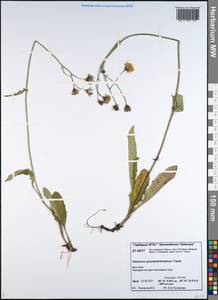 Hieracium pseudofariniramum Tupitz., Сибирь, Центральная Сибирь (S3) (Россия)