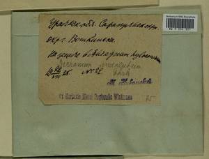 Dicranum polysetum Sw., Гербарий мохообразных, Мхи - Пермский край, Удмуртия, Свердловская и Кировская области (B8) (Россия)