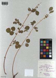 KUZ 001 043, Medicago platycarpos (L.) Trautv., Сибирь, Алтай и Саяны (S2) (Россия)