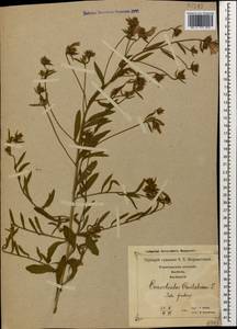 Вьюнок кантабрийский L., Кавказ, Грузия (K4) (Грузия)