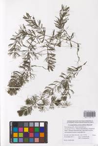 Роголистник крылатый, Восточная Европа, Ростовская область (E12a) (Россия)