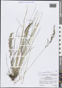 Мятлик узколистный L., Восточная Европа, Средневолжский район (E8) (Россия)