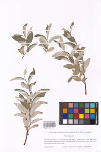 Ива лопарская L., Восточная Европа, Московская область и Москва (E4a) (Россия)