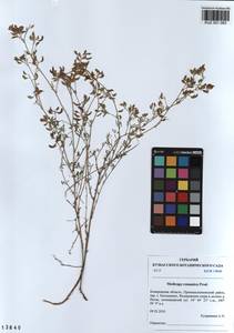 KUZ 001 083, Medicago falcata subsp. falcata, Сибирь, Алтай и Саяны (S2) (Россия)