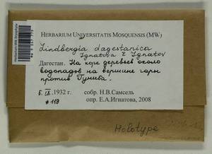 Lindbergia dagestanica Ignatova & Ignatov, Гербарий мохообразных, Мхи - Северный Кавказ и Предкавказье (B12) (Россия)