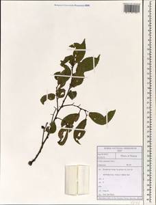 Celtis sinensis Pers., Зарубежная Азия (ASIA) (Республика Корея)