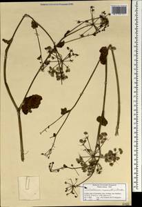 Tetrataenium rigens (Wall. ex DC.) Manden., Зарубежная Азия (ASIA) (Индия)