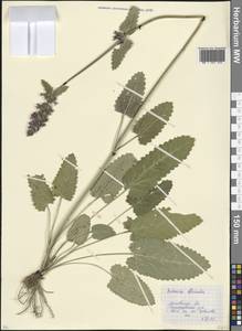 Betonica officinalis subsp. officinalis, Восточная Европа, Московская область и Москва (E4a) (Россия)