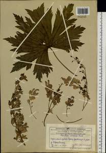 Борец северный Koelle, Сибирь, Западный (Казахстанский) Алтай (S2a) (Казахстан)