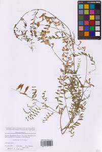 Горошек лесной L., Восточная Европа, Московская область и Москва (E4a) (Россия)