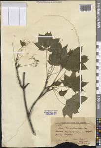 Клен туркестанский (Pax) P.C.de Jong, Средняя Азия и Казахстан, Западный Тянь-Шань и Каратау (M3) (Киргизия)