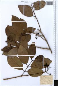 Myrtaceae, Африка (AFR) (Эфиопия)