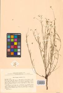 Истод узколистный Willd., Сибирь, Дальний Восток (S6) (Россия)