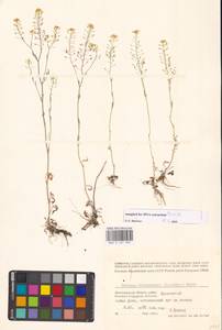 Жерушник короткоплодный (C.A.Mey.) Hayek, Восточная Европа, Нижневолжский район (E9) (Россия)