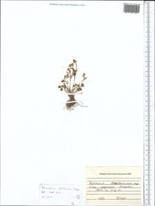 Ranunculus brotherusii, Средняя Азия и Казахстан, Северный и Центральный Тянь-Шань (M4) (Киргизия)