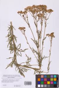 Якобея эруколистная, Восточная Европа, Московская область и Москва (E4a) (Россия)